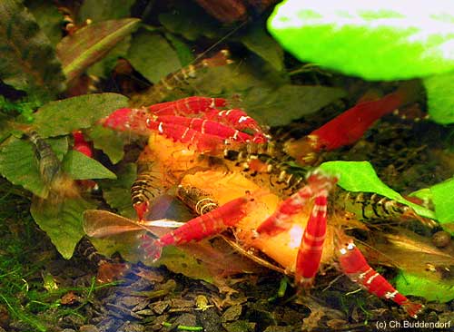 Crystal Red's eten een worteltje