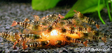 Caridina cf. Cantonensis “Bee” eten van een gekookte wortel
