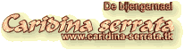 www.caridina-cf. Cantonensis Bee.tk