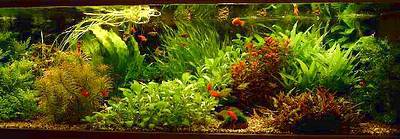 Aquarium Willem Zaal