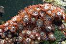 Detail Zoanthus onder normaal TL licht