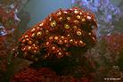 Zoanthus onder UV licht