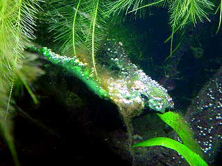 Blue-green algae. Photo: Yvonne van Trigt